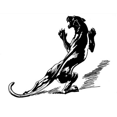 Black panther design Water Transfer Temporary Tattoo(fake Tattoo) Stickers NO.11405